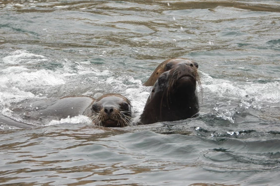 Guañape, Aventura Marina