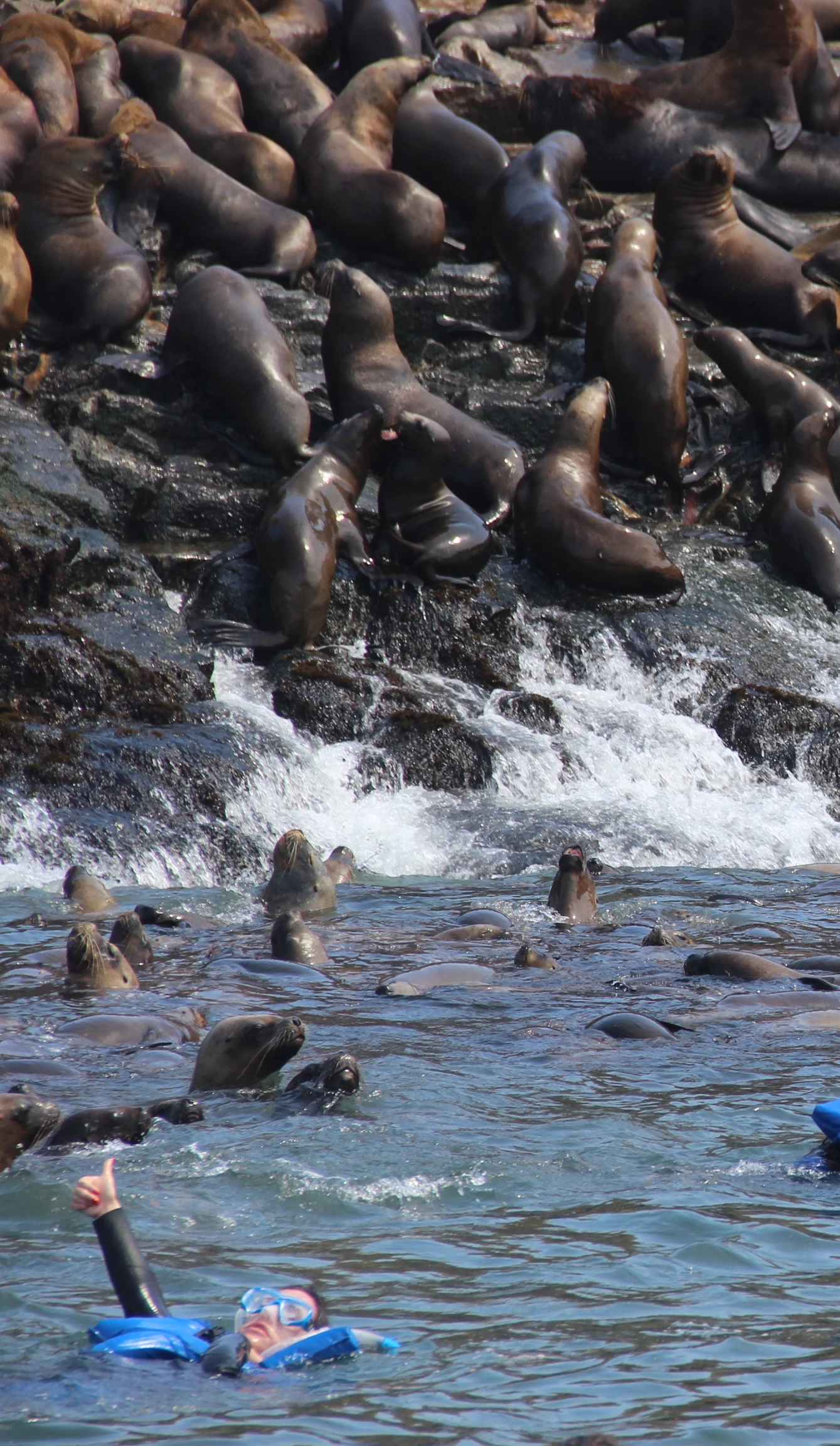 ¡Súper Oferta! Islas Palomino en Yate y nada con lobos marinos