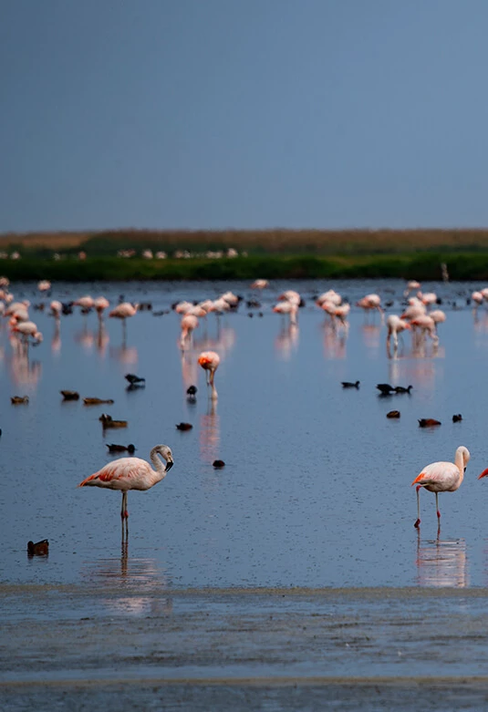 Humedales de Ite